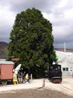 Sequoia und Pinus [Thomas Bauer/2008]